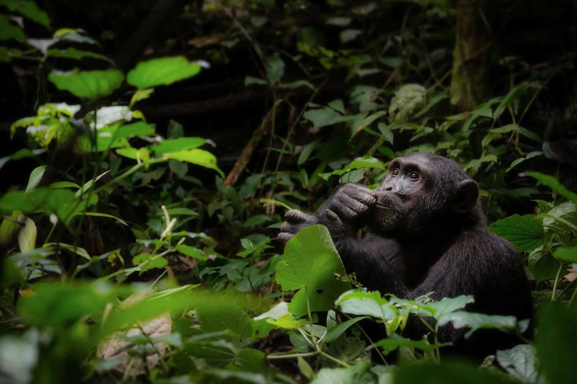 8 Days Uganda safari and White Water Rafting